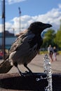 Hooded crow drinking water