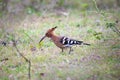 Common Hoopoe bird feeding on a ground Royalty Free Stock Photo