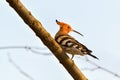 Common Hoopoe bird in nature Royalty Free Stock Photo