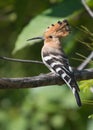 A common hoopoe bird Royalty Free Stock Photo