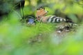 Common hoopoe Royalty Free Stock Photo