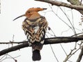 The Common Hoopoe rest on the tree Royalty Free Stock Photo