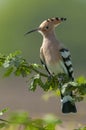 Common Hoopoe seen at waterbody near  Jamnagar,Gujarat,India Royalty Free Stock Photo