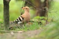 Common hoopoe Royalty Free Stock Photo