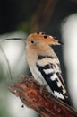 Common Hoopoe Upupa epops