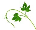 Fresh hop tendrils with young leaves. Isolated. Spring. Medicinal plants. Brewing. Ingredients. Royalty Free Stock Photo