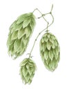 Common hop Humulus lupulus cones botanical drawing Royalty Free Stock Photo