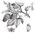 Common hop or Humulus lupulus vintage engraving