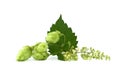 Common Hop plant Humulus lupulus over a white Royalty Free Stock Photo