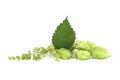 Common Hop plant Humulus lupulus over a white Royalty Free Stock Photo