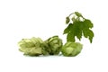 Common Hop plant (Humulus lupulus) over a white Royalty Free Stock Photo