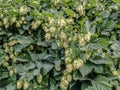 Common hops, or climbing hops Ã¢â¬â a species of herbaceous perennial plants of the genus hops. 
Latin name: Humulus lupulus Royalty Free Stock Photo