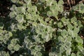 The common horehound, a medicinal plant, also called medicinal herb, Royalty Free Stock Photo