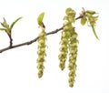 Common hornbeam, Carpinus betulus, blossoms