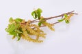 Common hornbeam Carpinus betulus catkins isolated Royalty Free Stock Photo