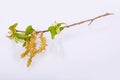 Common hornbeam Carpinus betulus catkins isolated