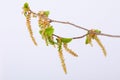 Common hornbeam Carpinus betulus catkins isolated Royalty Free Stock Photo