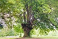 Common hornbeam Carpinus betulus Royalty Free Stock Photo