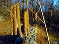 Common hornbeam flowers in spring