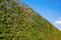 Common hornbeam hedge and blue sky Royalty Free Stock Photo