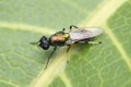 Common horse fly, Haematopota species, Satara, Maharashtra