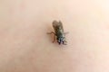 Common horsefly