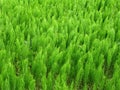 Field Horsetail Royalty Free Stock Photo