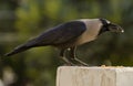 A common house crow Royalty Free Stock Photo