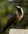 A common house crow Royalty Free Stock Photo