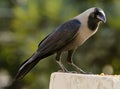 A common house crow