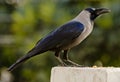 A common house crow Royalty Free Stock Photo