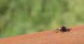 Common House Fly on brown surface Royalty Free Stock Photo