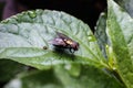 Common house fly Royalty Free Stock Photo