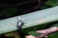 Common house fly Royalty Free Stock Photo