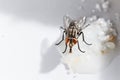 Common house fly Royalty Free Stock Photo