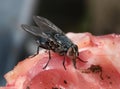 Common house fly feeding on rotting meat. Royalty Free Stock Photo