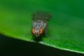 Common house fly macro photo Royalty Free Stock Photo