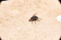 Common house fly in habitable environments Located in an open space open