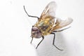 Common House Fly Macro Royalty Free Stock Photo