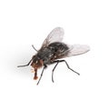 Common House Fly Macro Royalty Free Stock Photo