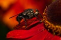 Common house fly macro image on a red flower Royalty Free Stock Photo