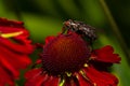 Common house fly macro image on a red flower Royalty Free Stock Photo