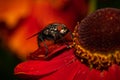 Common house fly macro image on a red flower Royalty Free Stock Photo