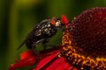 Common house fly macro image on a red flower Royalty Free Stock Photo