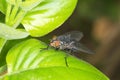 Common house fly (Musca Domestica) Royalty Free Stock Photo