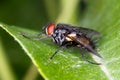 Common house fly (Musca Domestica) on a green leaf