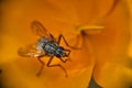 A Common house fly Musca Domestica on a green leaf macro, extreme close-up Royalty Free Stock Photo