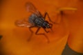 Common house fly Musca Domestica on a orange leaf macro, extreme close-up Royalty Free Stock Photo