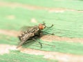 Common House Fly (Musca Domestica) Macro Royalty Free Stock Photo