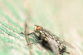 Common House Fly (Musca Domestica) Macro Royalty Free Stock Photo